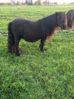 Shetland pony drachtige merrie, Merrie
