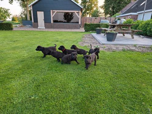 Labrador x  herder, Dieren en Toebehoren, Honden | Niet-rashonden, Meerdere dieren, Particulier, Meerdere, Nederland, 8 tot 15 weken