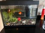 Sluierstaart vissen + Aquarium, Dieren en Toebehoren, Vis