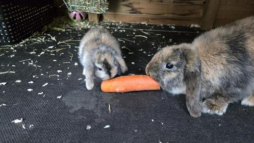 Jonge dwergkonijntjes, Dieren en Toebehoren, Konijnen, Dwerg, Geslacht onbekend, Hangoor