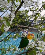 Ik zoek caique mannetje van 4-5 jaar & tam., Mannelijk, Tam