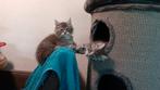 Maine Coon katertjes, Dieren en Toebehoren, Katten en Kittens | Raskatten | Langhaar, Kater, Gechipt, 0 tot 2 jaar