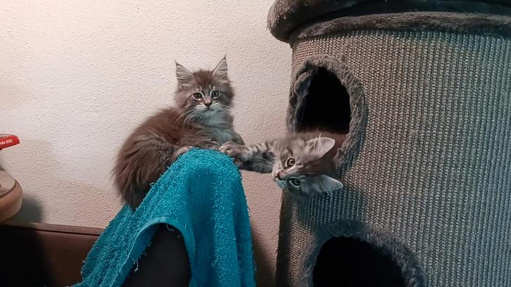 Maine Coon katertjes, Dieren en Toebehoren, Katten en Kittens | Raskatten | Langhaar, Kater, 0 tot 2 jaar, Gechipt, Ontwormd, Ingeënt