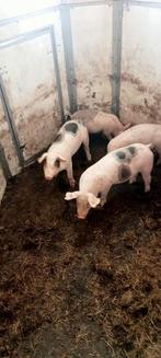 Te koop scharrel biggen pietrain x Deens topic, Dieren en Toebehoren, Meerdere dieren, Varken, 0 tot 2 jaar