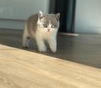 britse korthaar bi-color odd-eyed, Dieren en Toebehoren, Katten en Kittens | Raskatten | Korthaar, Poes, Gechipt, 0 tot 2 jaar