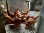 Leghorns Buff te koop, Dieren en Toebehoren, Pluimvee, Vrouwelijk, Kip