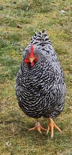 Twee legkippen amrock 1,5 jaar oud, Vrouwelijk, Kip