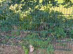 Tk 2 dubbelhek 100 h x 2.50 lang, Tuin en Terras, Gaas en Draad, Ophalen of Verzenden, Minder dan 10 meter
