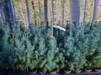Pinus pinea silver crest, Ophalen, Overige soorten