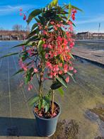 Begonia Corallina Roze Piramyde p19 (1)