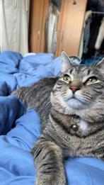 Lieve kat mag weg, Dieren en Toebehoren, Kater, 0 tot 2 jaar