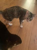 Te koop lief dametje (oss ), Dieren en Toebehoren, Poes