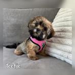Boomer pups, Overige rassen, 8 tot 15 weken, CDV (hondenziekte), Meerdere