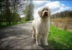 Goldendoodle pups, Dieren en Toebehoren, Honden | Retrievers, Spaniëls en Waterhonden, CDV (hondenziekte), Overige rassen, 8 tot 15 weken