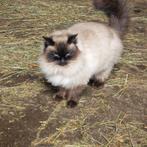 Knappe gecastreerde ragdoll kater, Kater, Gechipt, 6 jaar of ouder