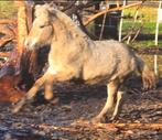 Fjord hengstveulen (rodblakk), Dieren en Toebehoren, Paarden, Hengst, Gechipt, 0 tot 2 jaar