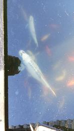 karpers en koi, Dieren en Toebehoren, Vissen | Vijvervissen, Karper of Koi