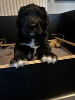 Australian shepherd X golden retriever pup, Dieren en Toebehoren, Reu, 8 tot 15 weken, Eén hond, Nederland