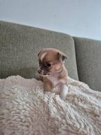 Lieve knuffelige Jackchi puppys te koop!, Dieren en Toebehoren, Honden | Chihuahua's en Gezelschapshonden, CDV (hondenziekte)