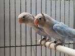 2-2 Nigrigenis dilute x violet, Dieren en Toebehoren, Meerdere dieren, Dwergpapegaai of Agapornis