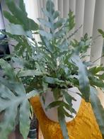 Mooie kamerplant Inc pot, Tuin en Terras, Planten | Bomen, Ophalen, Volle zon, Overige soorten