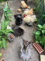 Broedeieren cochin kriel €1,00, Dieren en Toebehoren