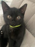 Lieve kittens  Brits/Maine coon, Poes, 0 tot 2 jaar