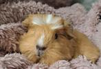 Lieve baby coronet cavia zoekt liefdevol thuis, Januari, Mannelijk, Cavia