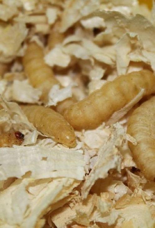 meelwormen, krekels, sprinkhanen, krulvlieg etc evt per post, Dieren en Toebehoren, Reptielen en Amfibieën | Toebehoren, Nieuw