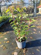 Prunus Lusitanica 'Angustifolia 30-40 cm, Tuin en Terras, Planten | Bomen, Zomer, Ophalen of Verzenden