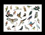 Vogels IJsvogel Uil Ekster Vlaamse Gaai Pimpelmees Ooievaar., Verzamelen, Ansichtkaarten | Dieren, Ongelopen, Vogel, Ophalen of Verzenden