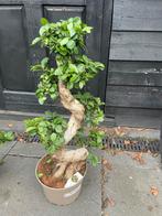 Mooie Bonsai Ficus, Tuin en Terras, Vaste plant, Bloeit niet, Halfschaduw, Ophalen