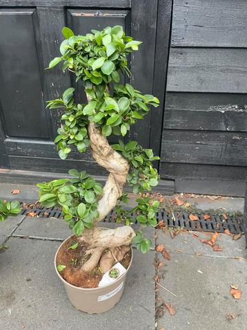 Mooie Bonsai Ficus beschikbaar voor biedingen