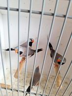 Spitsstaartamadine, Meerdere dieren, Tropenvogel, Geringd