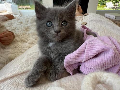 Kitten 9 weken oud  Moeder ragdoll en Vader Britses langhaar, Dieren en Toebehoren, Katten en Kittens | Raskatten | Langhaar, Kater