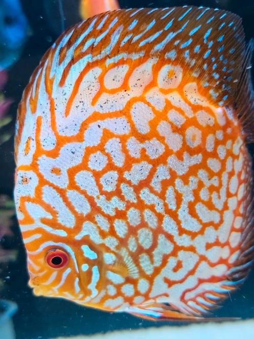 2 x Prachtige koppels Aziatische Discussen., Dieren en Toebehoren, Vissen | Aquariumvissen, Vis