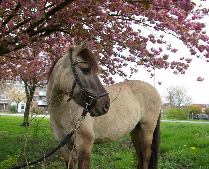 Gezellige Topper/bijrijdster/verzorgster voor onze Toppers, Dieren en Toebehoren, Paarden en Pony's | Overige Paardenspullen, Recreatie
