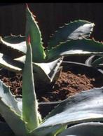 Bio blauw Agave Americana stekken planten diverse maten, Cactus, Minder dan 100 cm, Ophalen of Verzenden, In pot