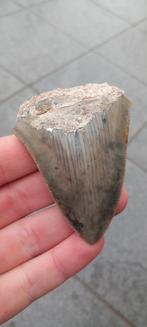 Megalodon haaientand fossiel uit Indonesië, Ophalen of Verzenden, Fossiel