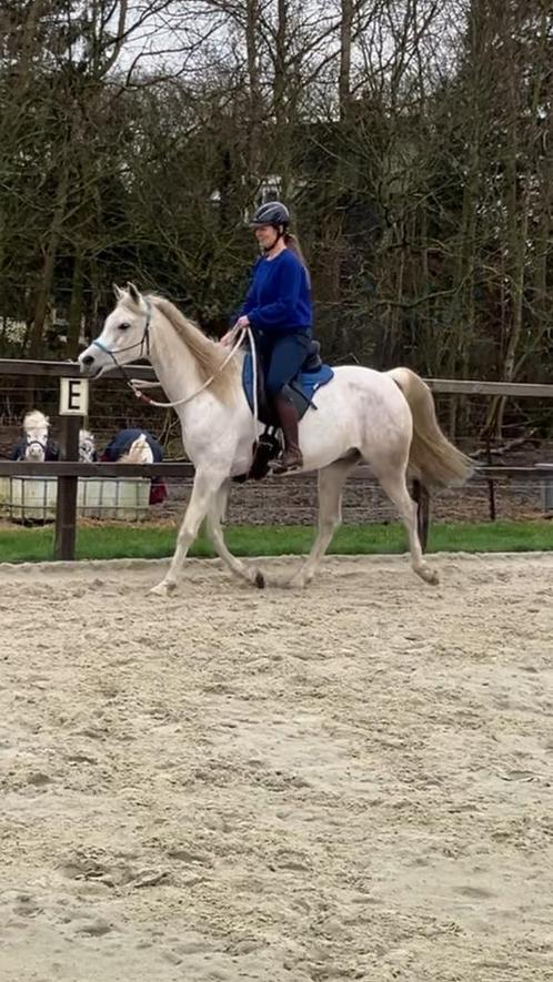 Grote 9 jarige volbloed arabier ruin, Dieren en Toebehoren, Paarden, Ruin, Recreatiepaard