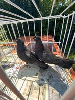 Koppel tuimelaars, Meerdere dieren, Tuimelaar of Roller