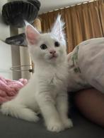 Kittens te koop/ wit Main Coon x Siamees x britse korthaar, Meerdere dieren, Ontwormd, 0 tot 2 jaar