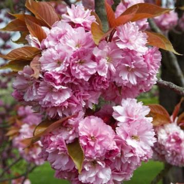 Meerstammige sierkers Prunus Kanzan beschikbaar voor biedingen