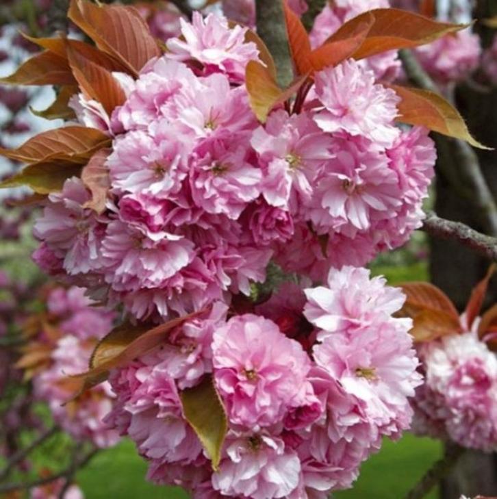 Meerstammige sierkers Prunus Kanzan, Tuin en Terras, Planten | Struiken en Hagen, Struik, Overige soorten, 100 tot 250 cm, Ophalen of Verzenden