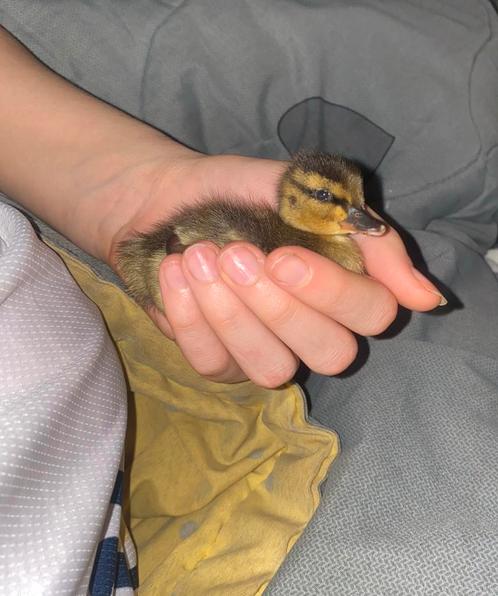 Een eendje gezocht voor ons alleene eendje ⁉️‼️, Boeken, Dieren en Huisdieren, Overige diersoorten, Ophalen of Verzenden