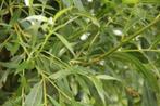 Hele mooie boswilgen bomen Salix, Bloeit niet, Overige soorten, 250 tot 400 cm, Ophalen