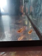 Een longvin cichliden, Dieren en Toebehoren, Vissen | Aquariumvissen