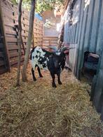 Dwergbok, Dieren en Toebehoren, Mannelijk, Geit, 0 tot 2 jaar