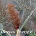 Foeniculum / venkel brons, Kruiden, Zomer, Vaste plant, Ophalen