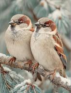 BORDUURPAREOON/6, Hobby en Vrije tijd, Borduren en Borduurmachines, Ophalen, Nieuw, Handborduren, Patroon